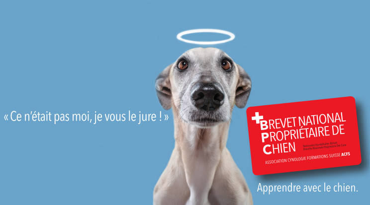 Brevet proprietaire de chien Formation pour les éducateurs canins: Brevet proprietaire de chien, AoA écucation canine