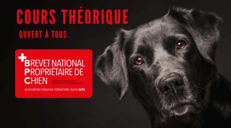Cours théorique Brevet national de propriétaire de chien (BPC) / Brevet national de propriétaire de chien (BPC) theory course - AoA Éducation canine