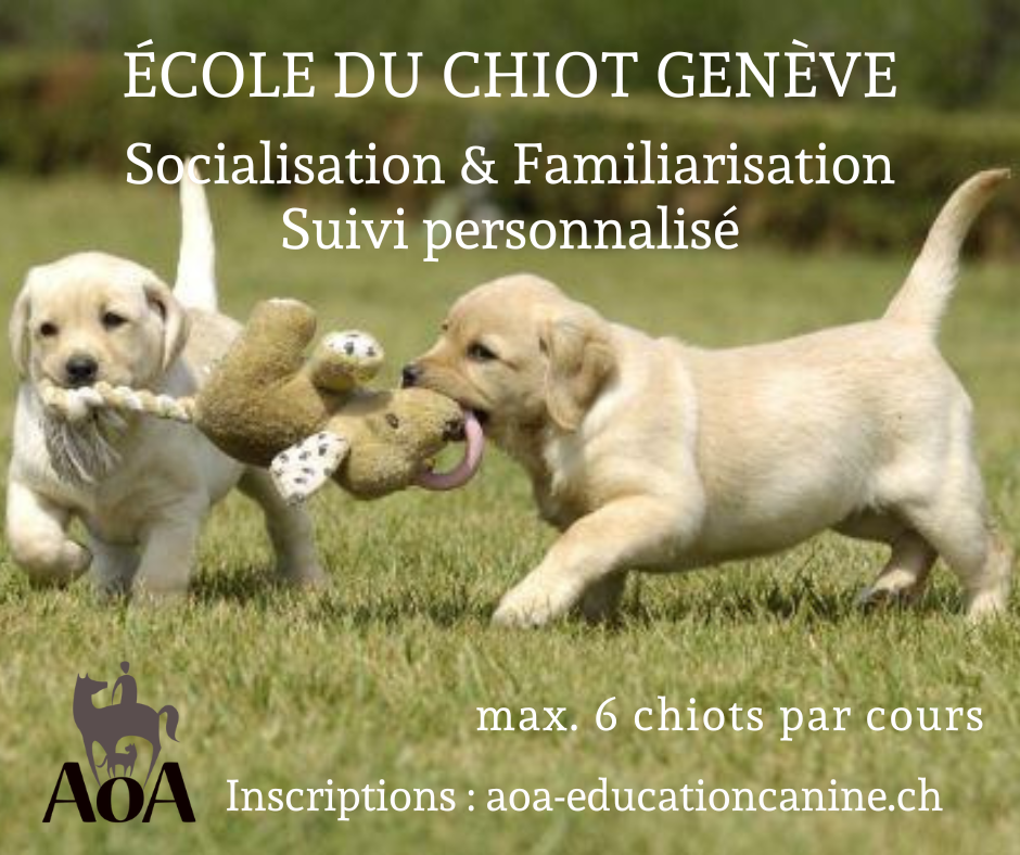 École du chiot 2023 - socialisation & familiarisation, suivi personnalisé ! Max. 6 chiots par cours.