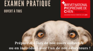 Examen pratique - Brevet national de propriétaire de chien (BPC)