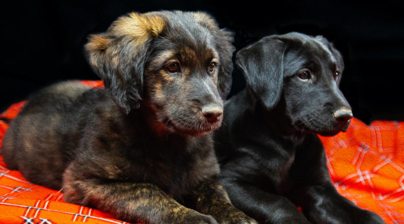 Socialisation du chiot / Puppy socialization - AoA Éducation canine