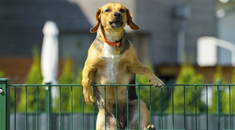 Problème de comportement canin / Dog behavior problems - AoA Éducation canine