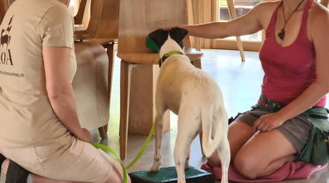 Cours collectif du soir d’éducation canine / Group evening dog training classes - AoA Éducation canine
