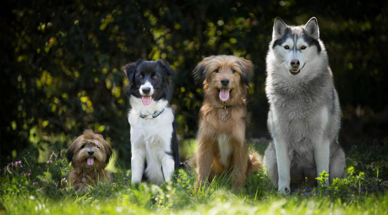 Cours collectif d’éducation canine avancé / Advanced group dog training course - AoA Éducation canine