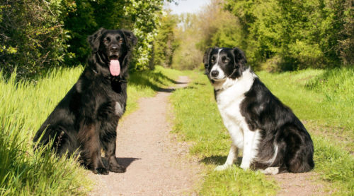 Group walks (small or large dogs)
